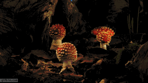 amanita mushrooms growing