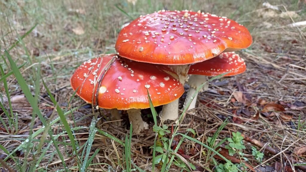 Amanita Muscaria Mushrooms