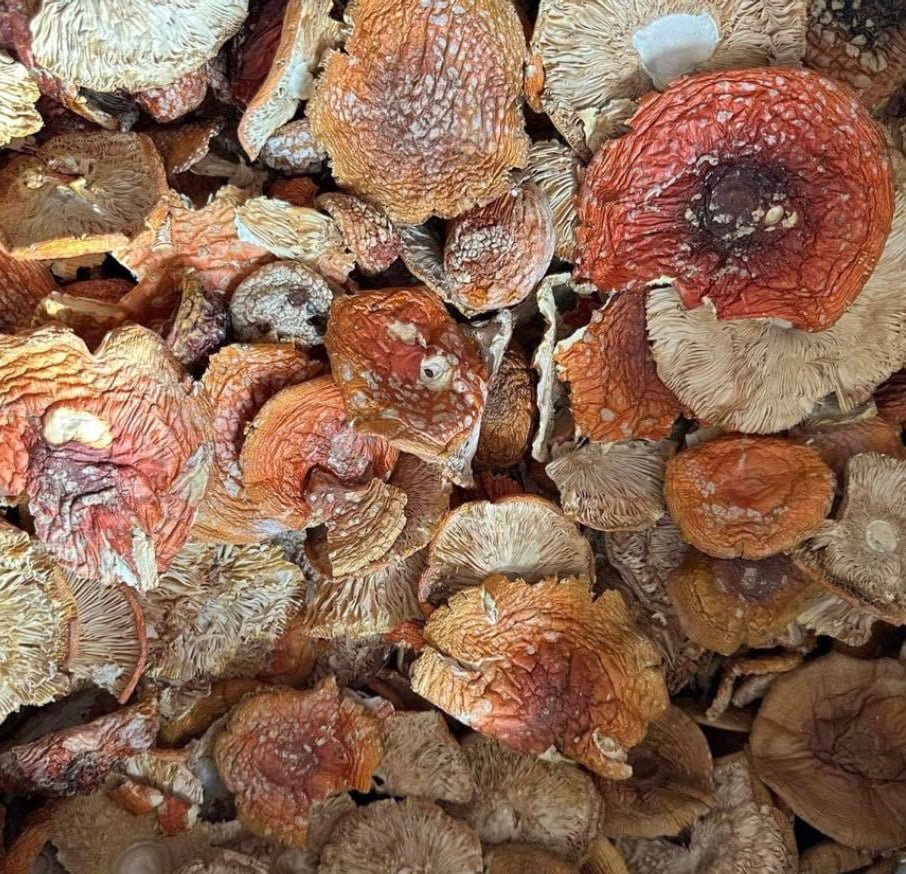 Bulk Dried Amanita Muscaria Caps