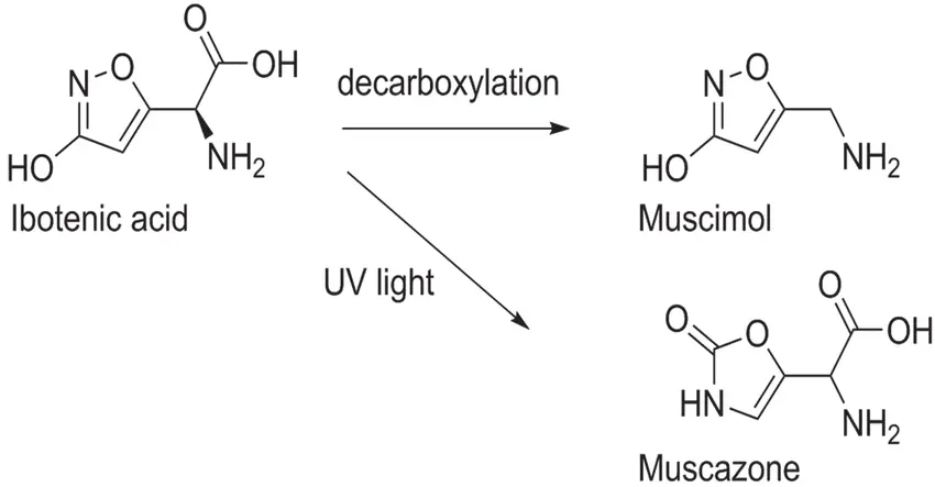 Ibotenic Acid Decarboxylation